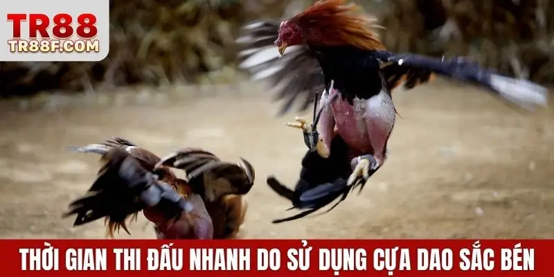 Thời gian thi đấu nhanh do sử dụng cựa dao sắc bén